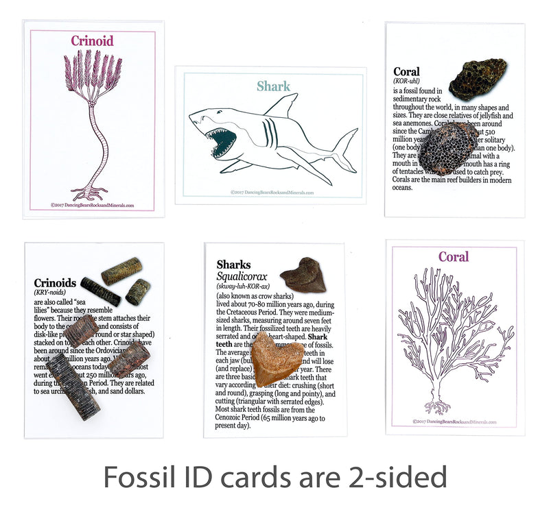 [Australia - AusPower] - DANCING BEAR FOSSIL COLLECTION Kit (12 Different Types of Specimens): Trilobite, Dinosaur Bone, Shark teeth, Coprolite (fossilized Turtle Poop) Fossil ID Book, Magnifying Glass, STEM Science Set, Made in the USA 