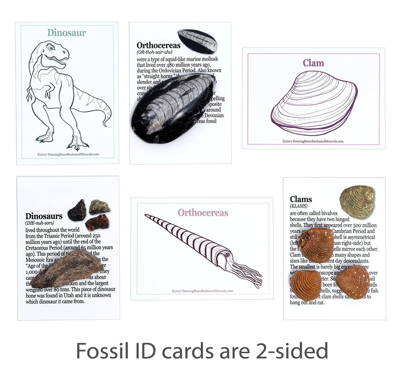 [Australia - AusPower] - DANCING BEAR FOSSIL COLLECTION Kit (12 Different Types of Specimens): Trilobite, Dinosaur Bone, Shark teeth, Coprolite (fossilized Turtle Poop) Fossil ID Book, Magnifying Glass, STEM Science Set, Made in the USA 