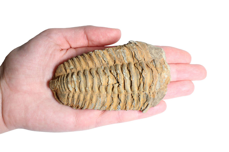 [Australia - AusPower] - Real Trilobite Fossil Over 520 Million Years Old - Dey Designs Certificate of Authenticity Beige 