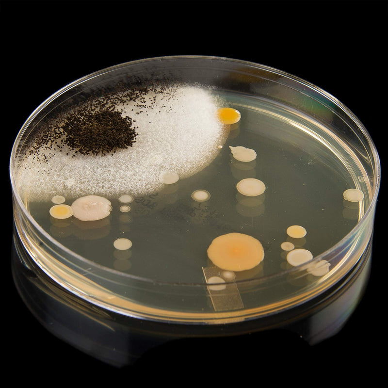 [Australia - AusPower] - Steve Spangler's Growing Bacteria Science Experiment Kit 