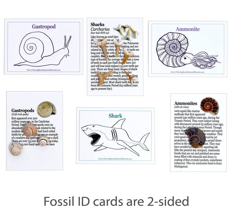 [Australia - AusPower] - DANCING BEAR FOSSIL COLLECTION Kit (12 Different Types of Specimens): Trilobite, Dinosaur Bone, Shark teeth, Coprolite (fossilized Turtle Poop) Fossil ID Book, Magnifying Glass, STEM Science Set, Made in the USA 
