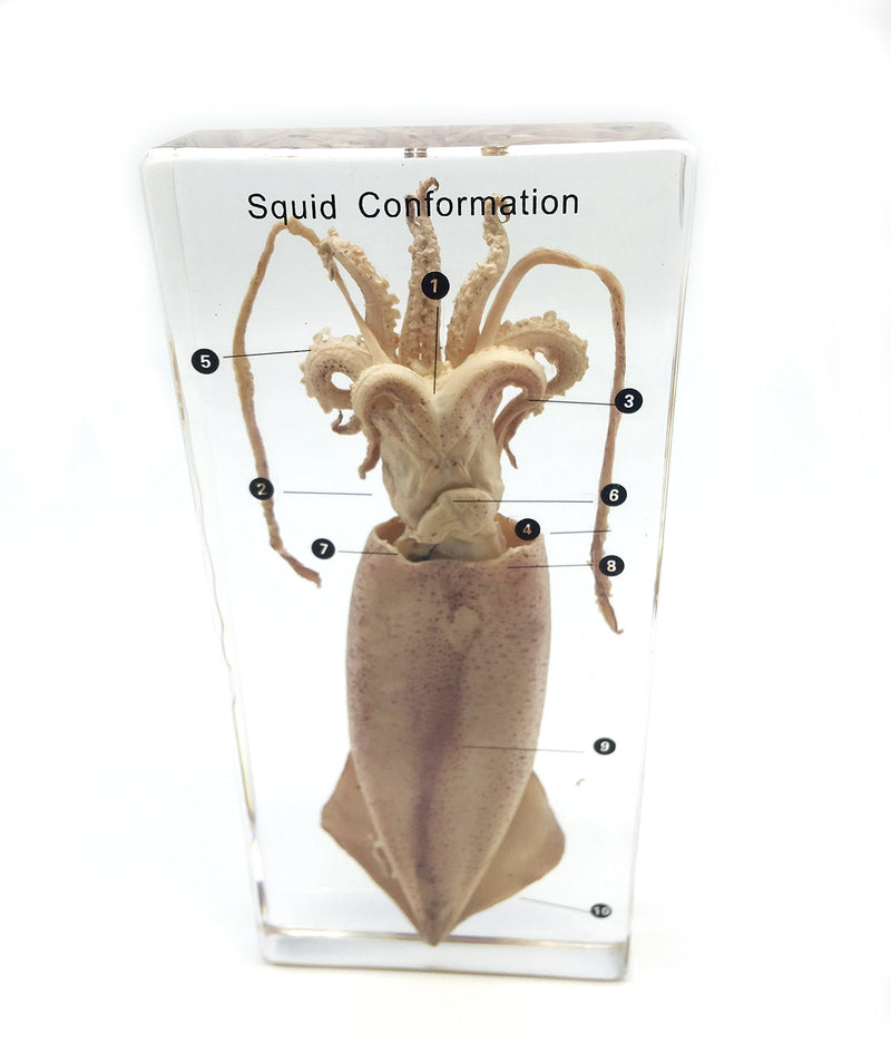 [Australia - AusPower] - Squid Cuttlefish Conformation Specimen in Acrylic Block Paperweights Science Classroom Specimens for Science Education 