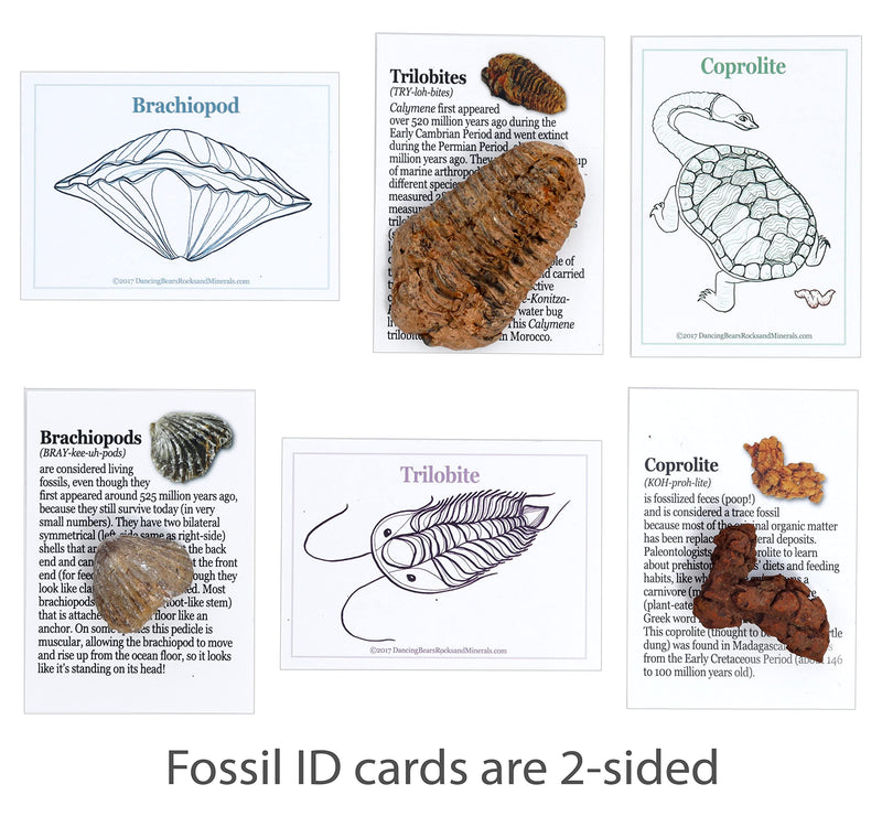 [Australia - AusPower] - DANCING BEAR FOSSIL COLLECTION Kit (12 Different Types of Specimens): Trilobite, Dinosaur Bone, Shark teeth, Coprolite (fossilized Turtle Poop) Fossil ID Book, Magnifying Glass, STEM Science Set, Made in the USA 