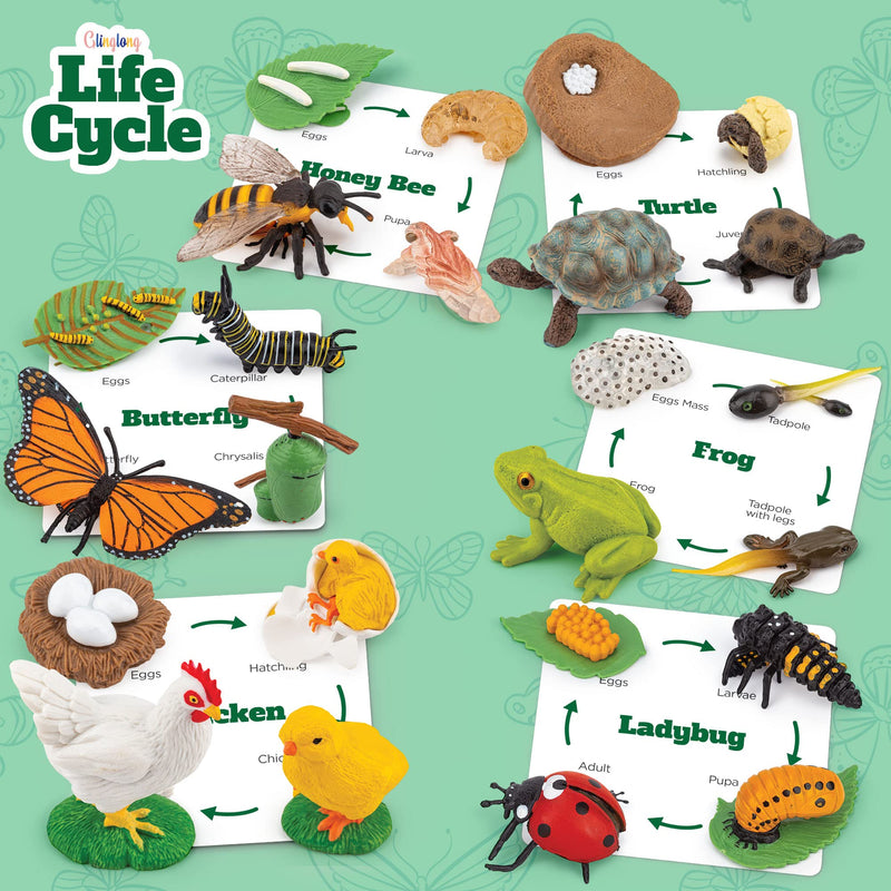 [Australia - AusPower] - GLINGLONG Life Cycle Kit Toy Montessori - Realistic Figurine Toys, Kids Figure Animal Match Set with Frog, Ladybug, & More - Includes 24-Piece Animals, Educational & Fun Matching Game for Children 3+ 