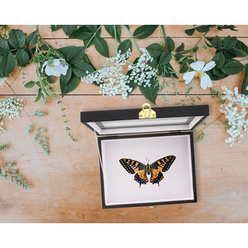 [Australia - AusPower] - Juvale Insect Display Case with Glass Top, Riker Mount for Collecting Butterfly and Bug (8 x 1.8 x 6 in) 