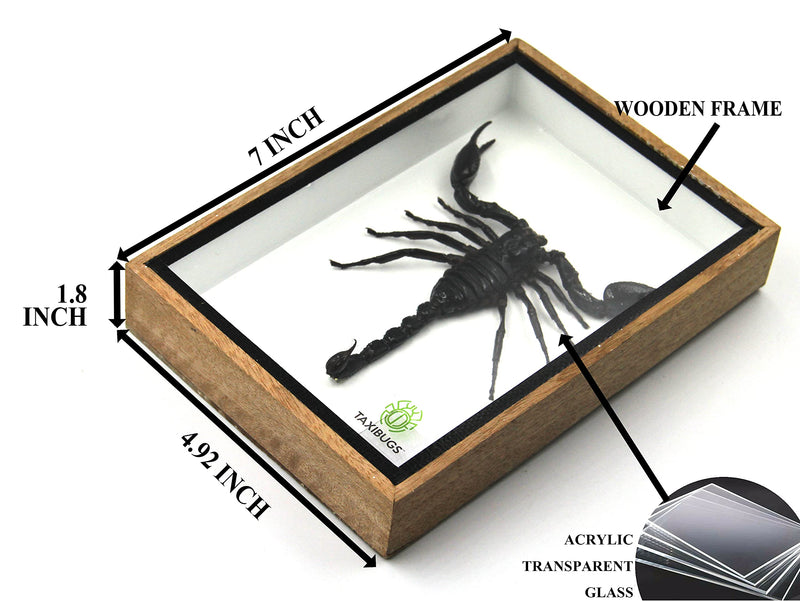 [Australia - AusPower] - TAXIBUGS Real Exotic Poisonous Scorpion  Preserved Taxidermy Insect Bug Collection Framed in a 3D Wooden Frame as Pictured Taxidermy (Wooden Box) Wooden Box 