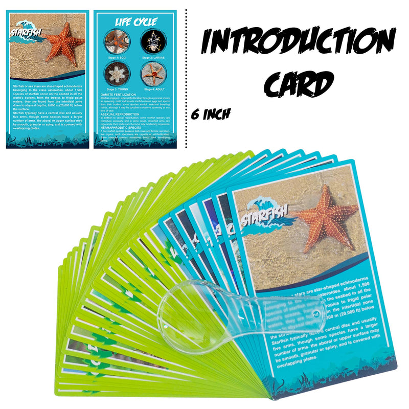 [Australia - AusPower] - EJLIFEBOX 6 PCS Marine Life Specimen Set,Hermit Crab,Fiddler Crab,Starfish,Nassariidae,Sea Cucumber, Chiromantes Dehaani Resin Collection Science Toys 