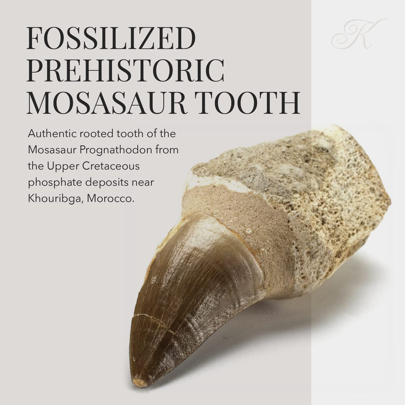 [Australia - AusPower] - KALIFANO Authentic Fossilized Prehistoric Mosasaur Tooth from Morocco - Mosasaurus Teeth for Fossil Collections and Education Purposes (Information Card Included) 1 