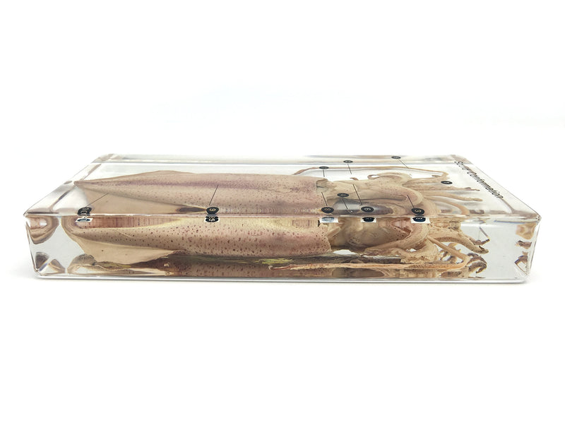 [Australia - AusPower] - Squid Cuttlefish Conformation Specimen in Acrylic Block Paperweights Science Classroom Specimens for Science Education 