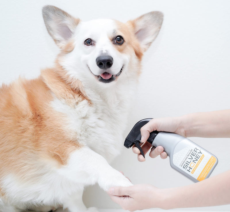 [Australia - AusPower] - Absorbine Silver Honey Hot Spot & Wound Care Spray Gel, Manuka Honey & MicroSilver BG, Medicated Skin Care & Itch Relief for Dogs, Cats, Small Animals, 8oz Bottle 
