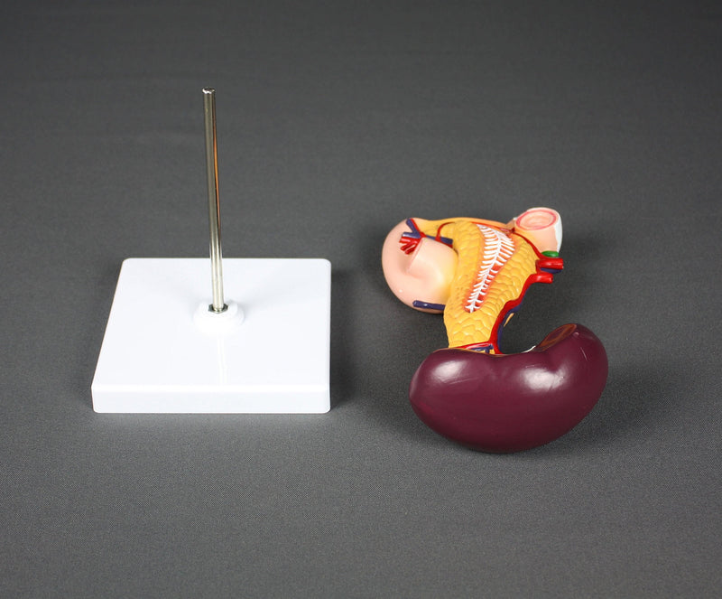 [Australia - AusPower] - Vision Scientific VAD423-N Pancreas, Duodenum, & Spleen Model 