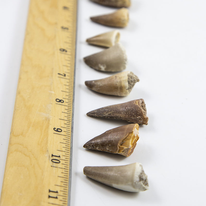 [Australia - AusPower] - Museum Quality Mosasaurus Teeth - Genuine Mosasaur Dinosaur Tooth from The Late Cretaceous Period - A-Grade Dinosaur Fossils (Set of 10) 
