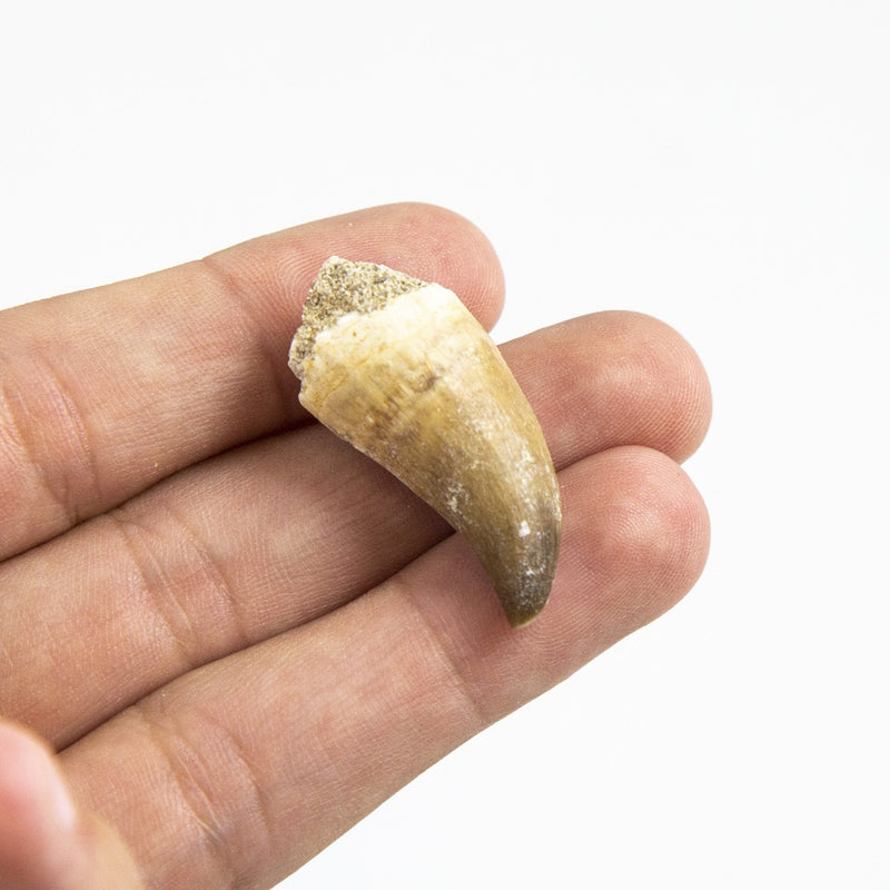 [Australia - AusPower] - Museum Quality Mosasaurus Teeth - Genuine Mosasaur Dinosaur Tooth from The Late Cretaceous Period - A-Grade Dinosaur Fossils (Set of 10) 