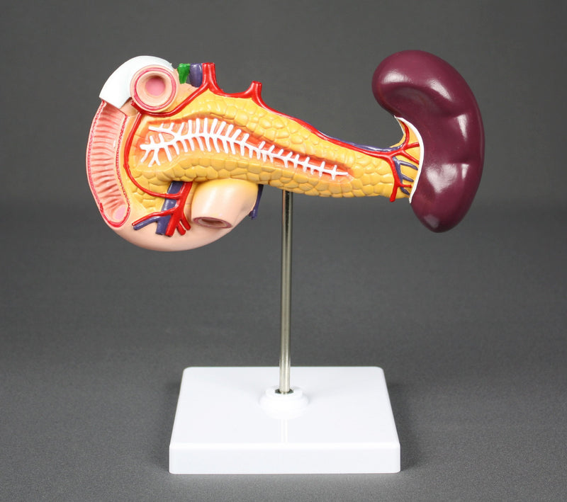 [Australia - AusPower] - Vision Scientific VAD423-N Pancreas, Duodenum, & Spleen Model 