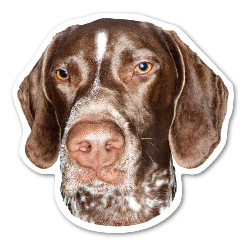 [Australia - AusPower] - German Shorthaired Pointer Magnet by Magnet America is 4 7/8" x 4 7/8" Made for Vehicles and Refrigerators 