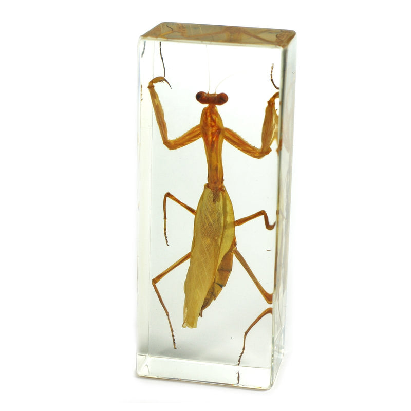 [Australia - AusPower] - REALBUG Praying Mantis Paperweight (1 5/8 x 4 3/8 x 1 1/8") 