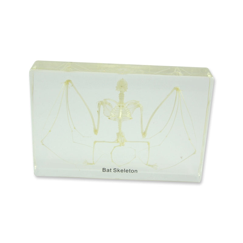 [Australia - AusPower] - REALBUG Bat Skeleton Specimen 