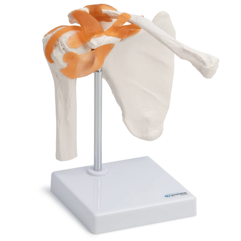 [Australia - AusPower] - Wellden Product Medical Anatomical Human Functional Shoulder Joint Model, Life Size 