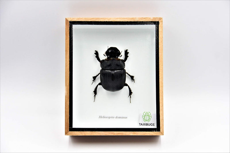 [Australia - AusPower] - Real Exotic Elephant Dung Beetle Specimen (Heliocopris Dominus) FEMALE - Preserved Taxidermy Insect Bug Collection Framed in a Wooden Box as Pictured 