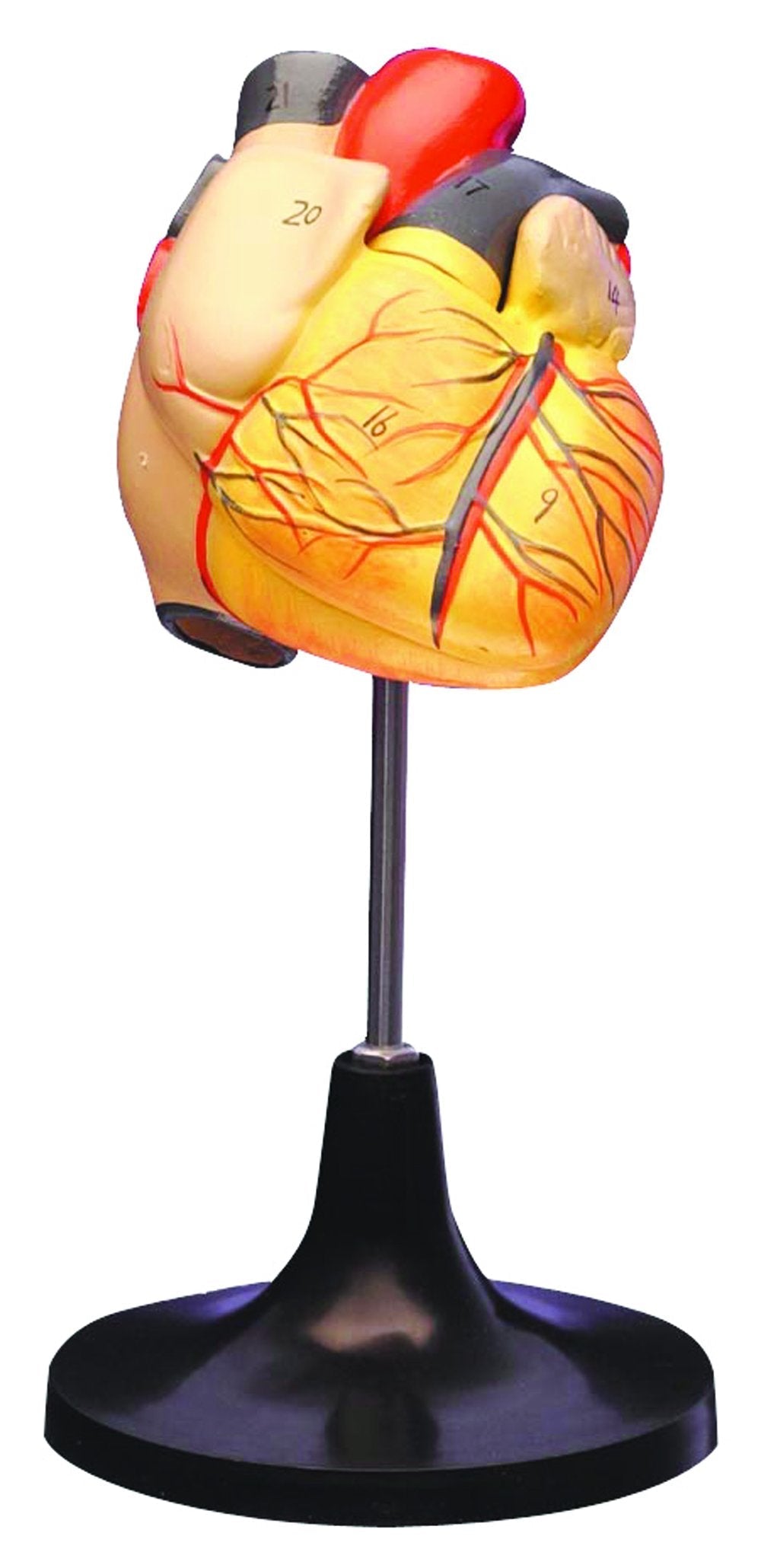 [Australia - AusPower] - Walter Products B10405 Human Heart Model, Life Size 