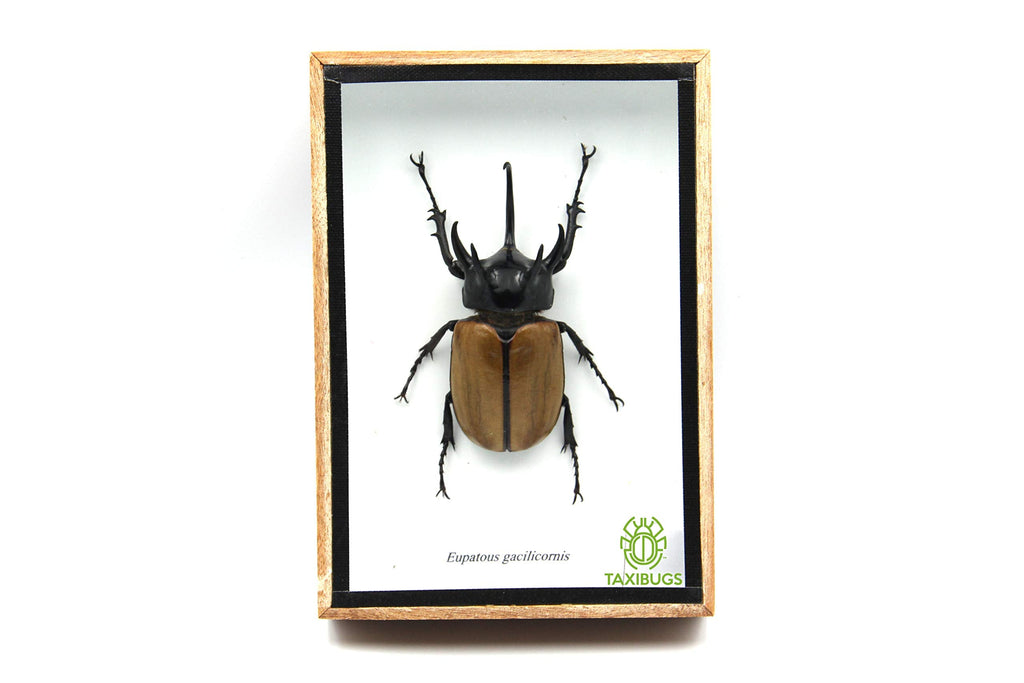 [Australia - AusPower] - Real 5 Stag Gracilicornis Beetle Insect Taxidermy in Box 