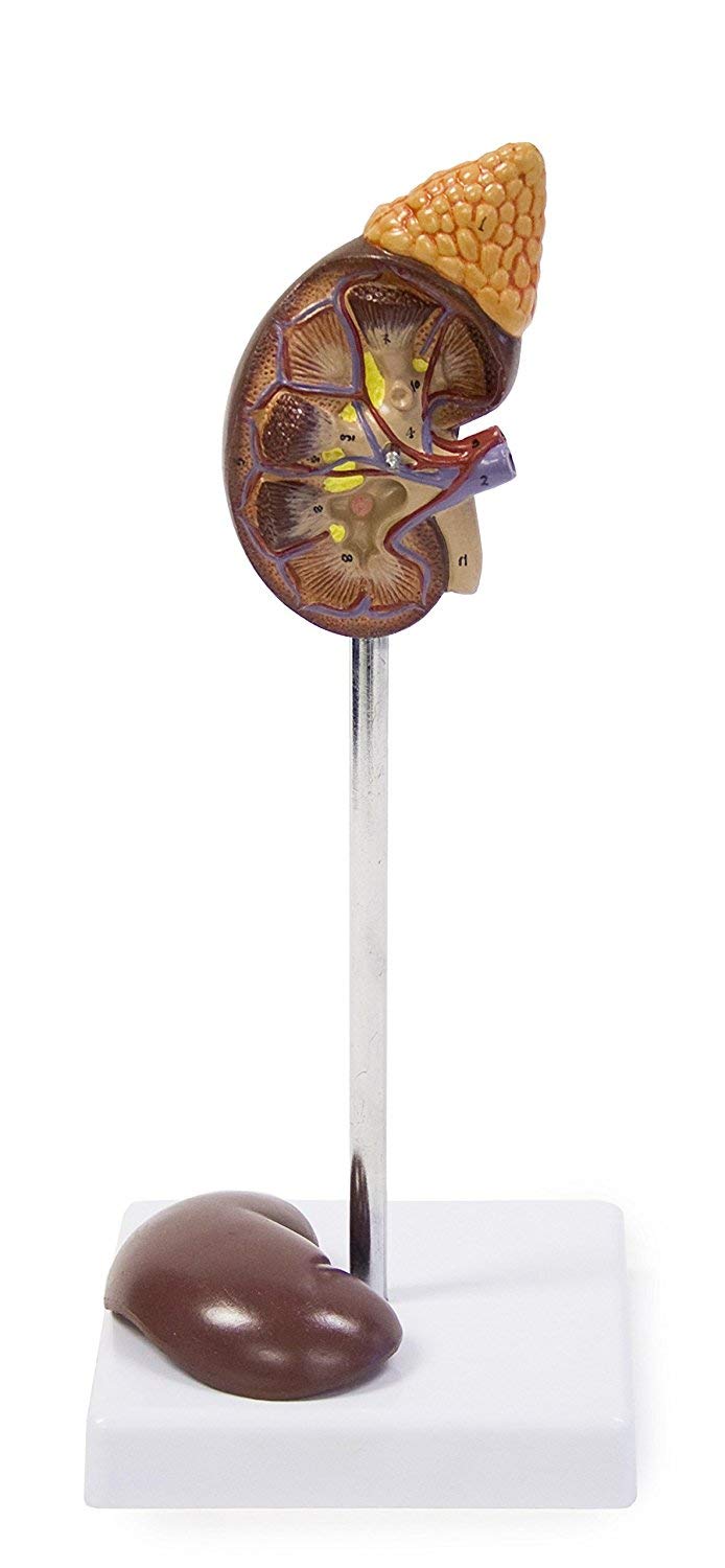 [Australia - AusPower] - Vision Scientific VAU439-N Life-Size Kidney Model - 2 Parts | Median Sagittal Sectioned | Divided in 2 Parts to Show Internal Structures | Accompanying Key Card 