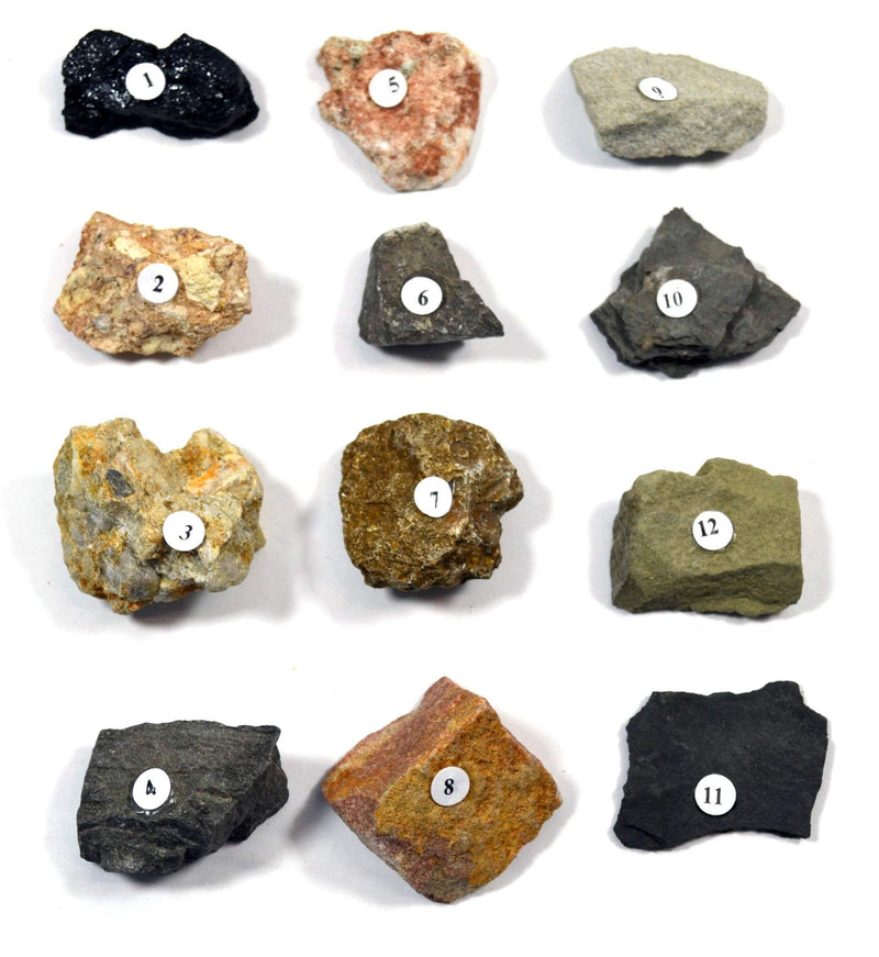 [Australia - AusPower] - Eisco Sedimentary Rocks Kit - Contains 12 specimens Measuring Approx. 1" (3cm) 