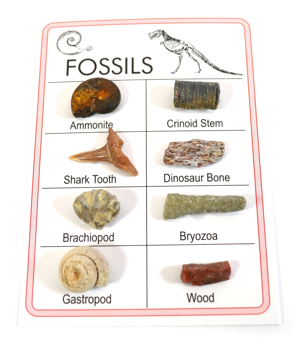 [Australia - AusPower] - Pocket Reference Fossil Card with 8 Identified Specimens, 1cm Each 