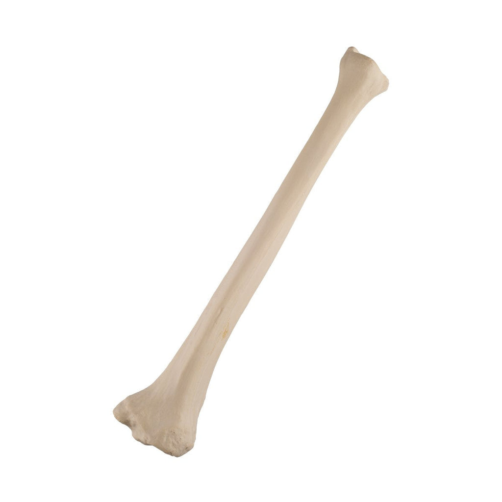 [Australia - AusPower] - 3B Scientific 1019608 Orthobones Standard Tibia Bone Model, Left 
