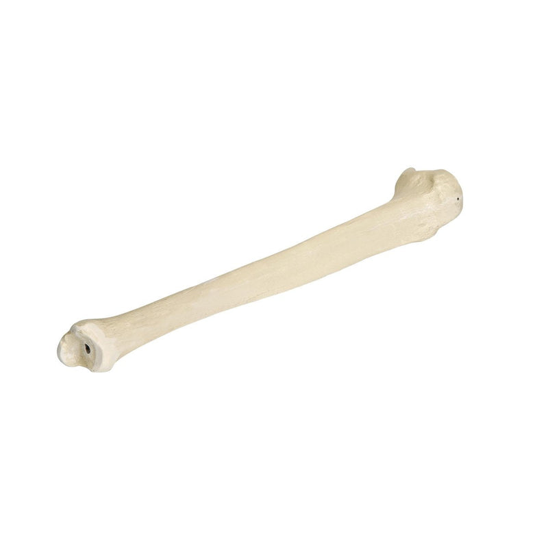 [Australia - AusPower] - 3B Scientific 1005118 Orthobones Right Tibia Bone Model 