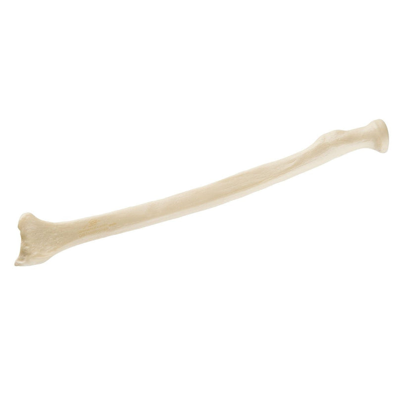 [Australia - AusPower] - 3B Scientific 1019610 Orthobones Standard Radius Bone Model, Left 