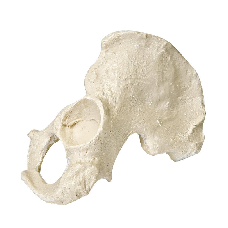 [Australia - AusPower] - 3B Scientific 1016702 Orthobones Left Half Pelvis Male Bone Model 