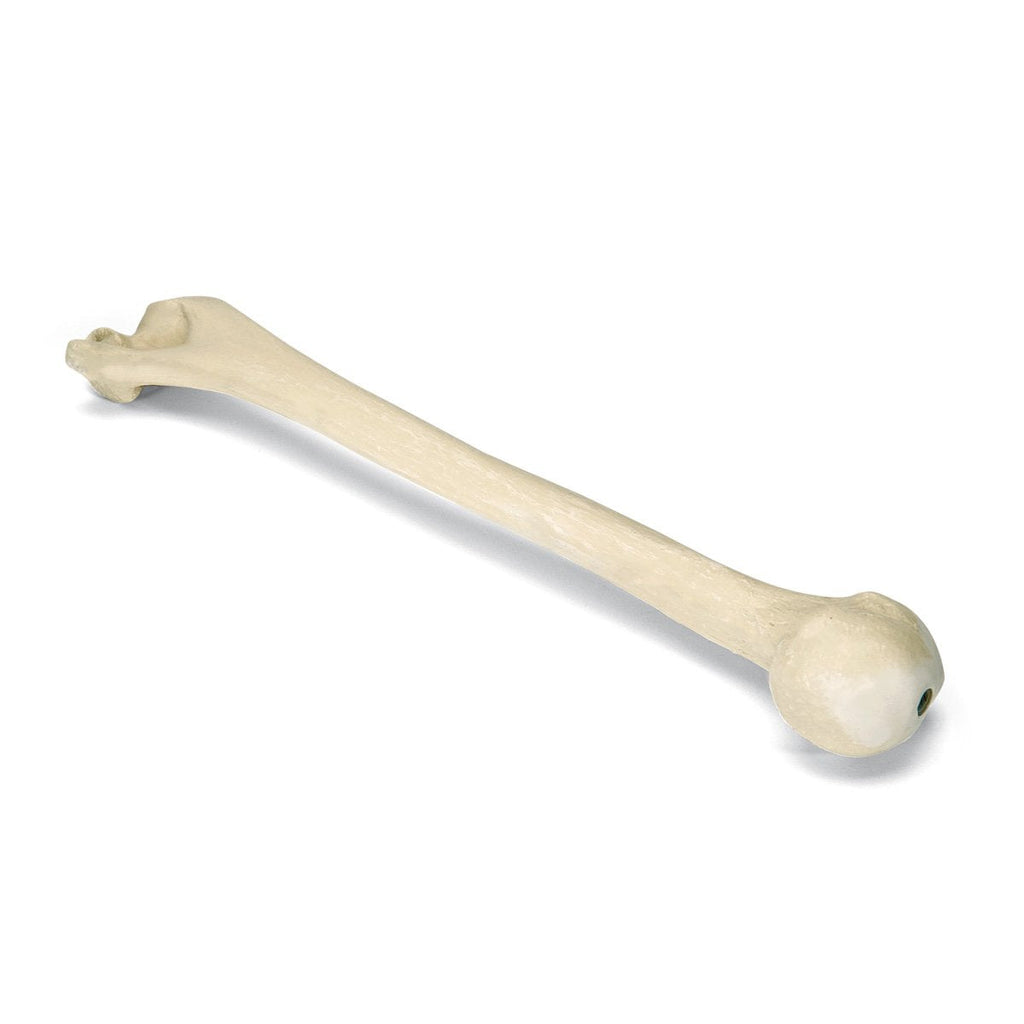 [Australia - AusPower] - 3B Scientific 1016670 Orthobones Left Humerus Bone Model 