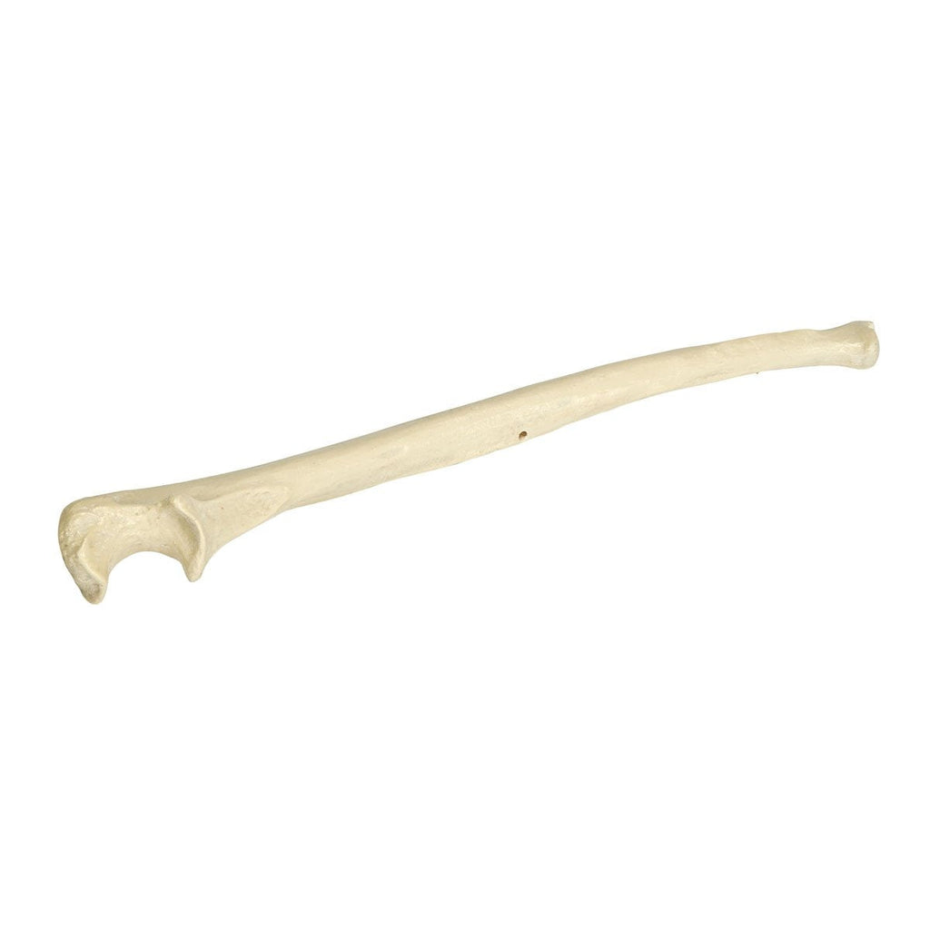 [Australia - AusPower] - 3B Scientific 1005123 Orthobones Right Ulna Bone Model 