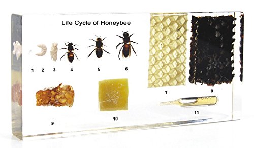 [Australia - AusPower] - Lifecycle of a Honey Bee Science Classroom Specimens for Science Education 