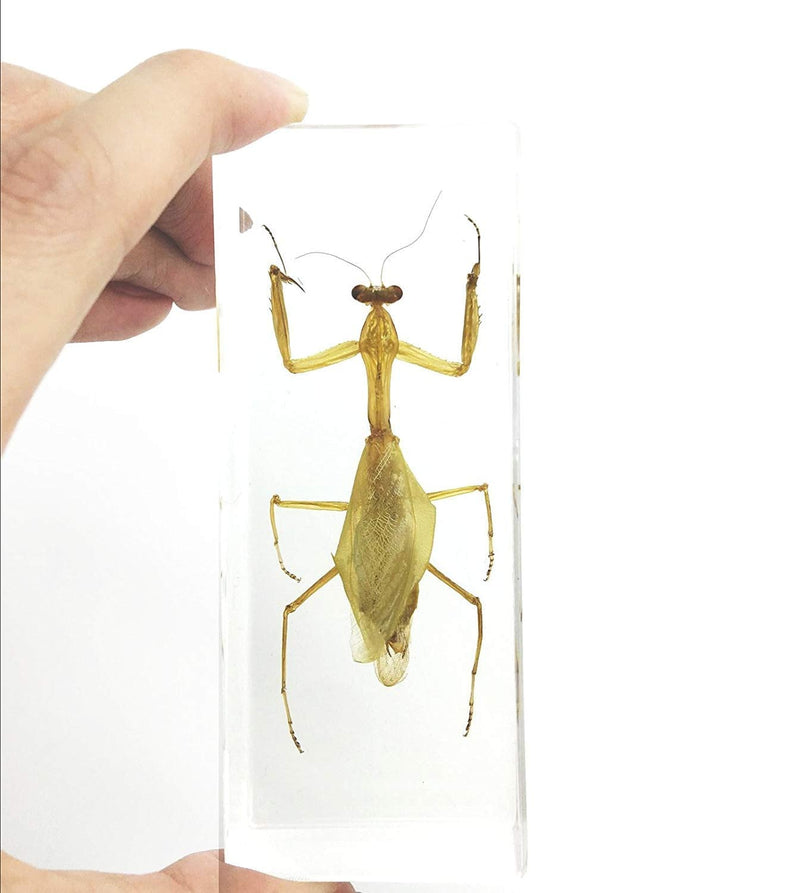 [Australia - AusPower] - Praying Mantis(Mantis)(rearhorse) Paperweight Specimen Science Education Specimens(4.4x1.6x1.1") 