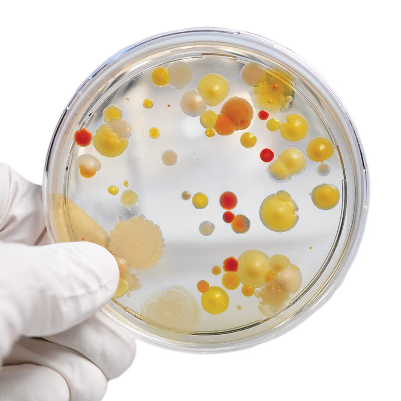 [Australia - AusPower] - Steve Spangler's Growing Bacteria Science Experiment Kit 