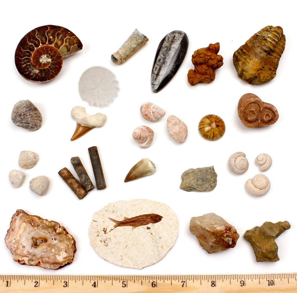 [Australia - AusPower] - DANCING BEAR Fossil Collection Set, 20 Real Premium Specimens: Trilobite, Ammonite, Fish Fossil, Shark Tooth, Petrified Wood, Dinosaur Bone, Fossil Book, Time Scale, ID Cards, STEM Science Kit 