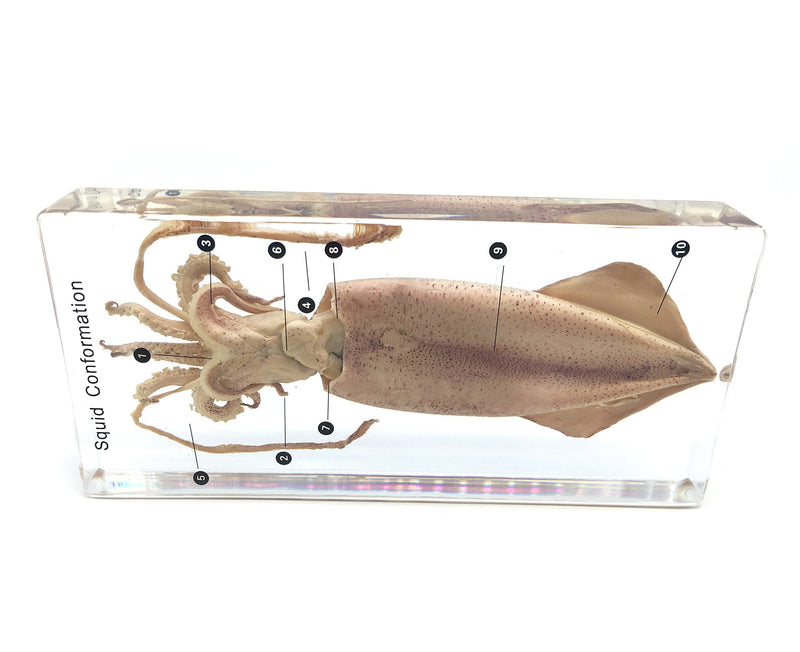 [Australia - AusPower] - Squid Cuttlefish Conformation Specimen in Acrylic Block Paperweights Science Classroom Specimens for Science Education 