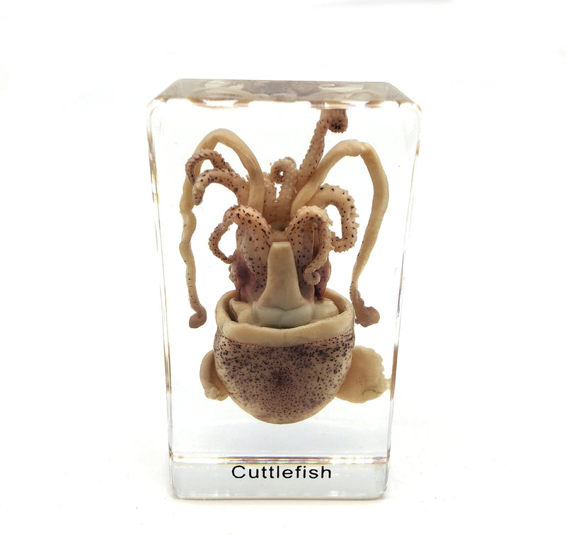 [Australia - AusPower] - Squid Cuttlefish Specimen in Acrylic Block Paperweights Science Classroom Specimens for Science Education（2.9x1.6x1 inch） 