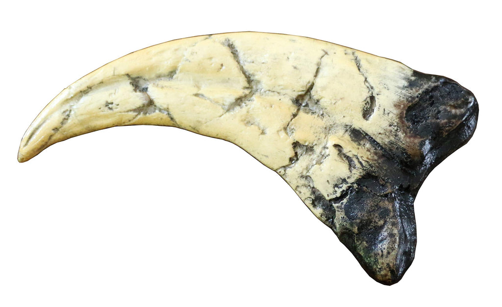 [Australia - AusPower] - Utahraptor Dinosaur Life Size Raptor Claw Fossil Replica 