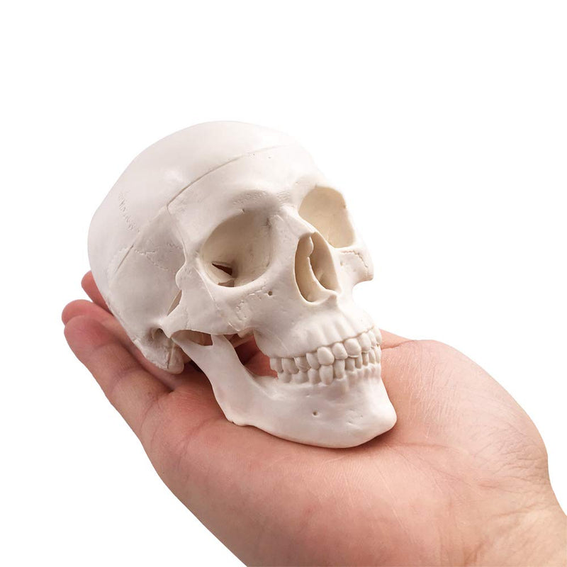 [Australia - AusPower] - BornTo Edu Mini Skull Model - Small Size Human Medical Anatomical Adult Head Bone for Education 