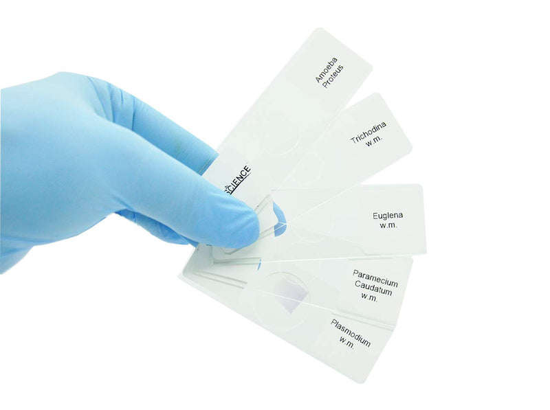 [Australia - AusPower] - Prepared Protozoa Microscope Slides for Biology Science Education, Pack of 5pcs Specimens by DIY-SCIENCE 