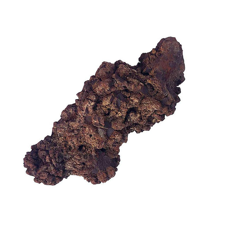 [Australia - AusPower] - SUNNYHILL Coprolite Authentic Prehistoric Natural Fossilized Mineral Dung Stone Specimen Length 2-4" Weight 0.4 LB 