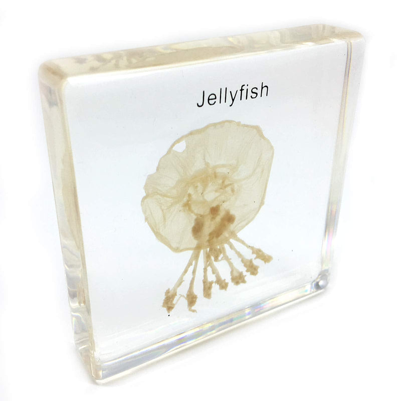 [Australia - AusPower] - Jellyfish Specimen in Acrylic Block Paperweights Science Classroom Specimens for Science Education(2.8x2.8x0.6 Inch) 