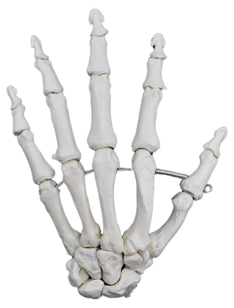 [Australia - AusPower] - Hand Model, Left - Articulated - Anatomically Accurate Human Hand Bone Replica - Natural Size, Natural Color - Eisco Labs 
