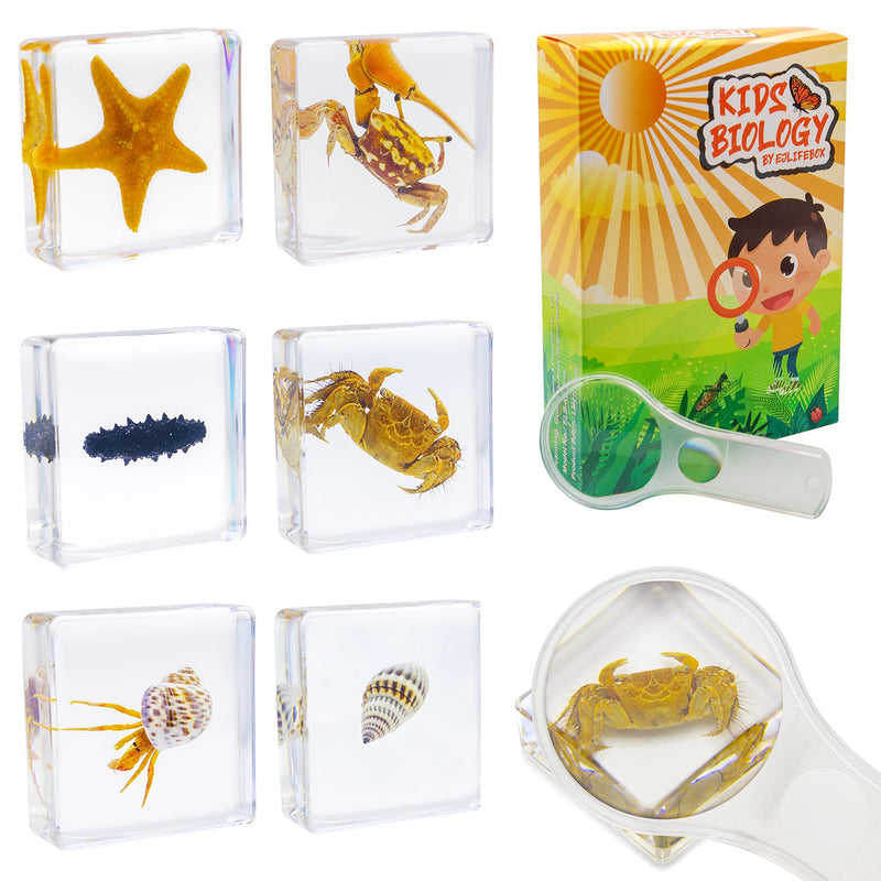 [Australia - AusPower] - EJLIFEBOX 6 PCS Marine Life Specimen Set,Hermit Crab,Fiddler Crab,Starfish,Nassariidae,Sea Cucumber, Chiromantes Dehaani Resin Collection Science Toys 
