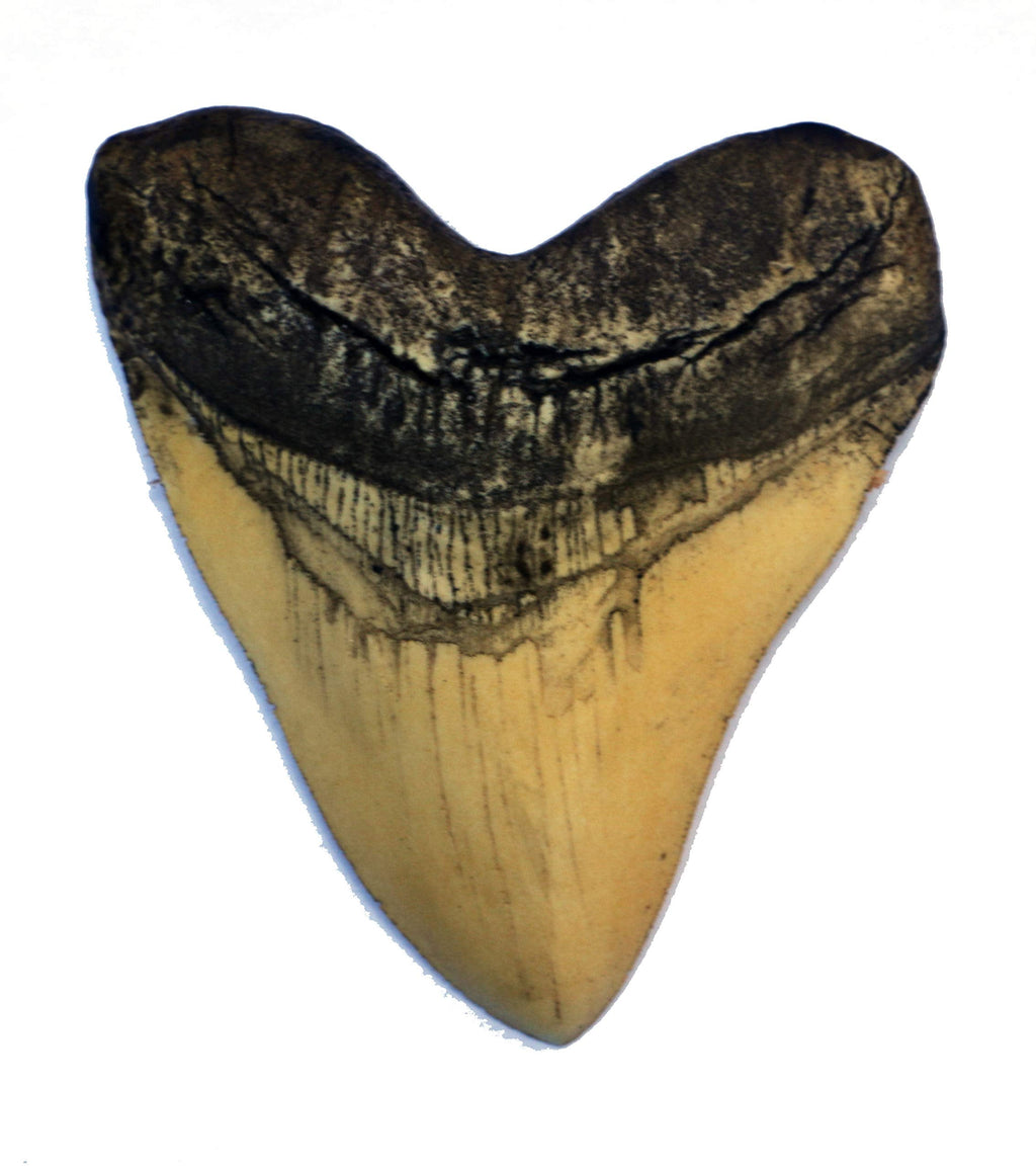 [Australia - AusPower] - Megalodon Giant Shark Tooth (White) White 