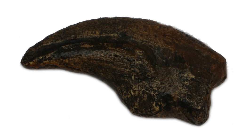 [Australia - AusPower] - Nanotyrannus Dinosaur Life Size Hand Claw Fossil Replica 