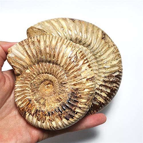 [Australia - AusPower] - 1pc Polished Raw Shell Specimen Madagascar Ammonite Rough Stones for Decor Shell Fossil 